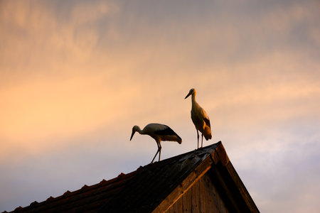 White storks standing on the roof of an old houseの写真素材