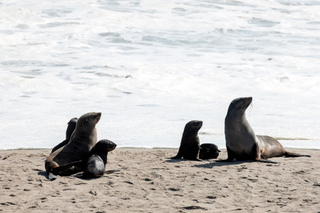 Fur seals family enjoy the heat of the sun at the sand beachの写真素材