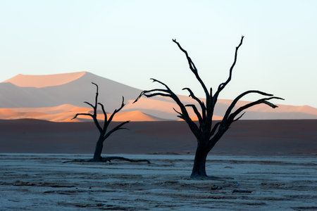 Dried ancient trees standing against the golden hues of sunriseの写真素材