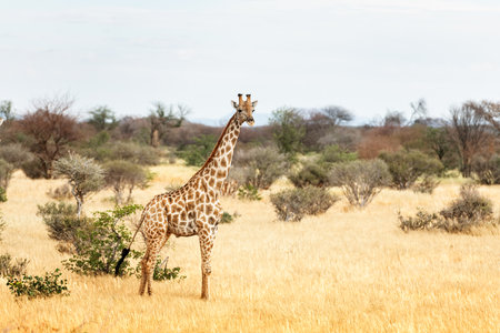 Alone young giraffe grazing in african bush in Etosha National Parkの写真素材