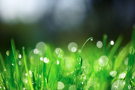 Young leaves of green grass with dew drops