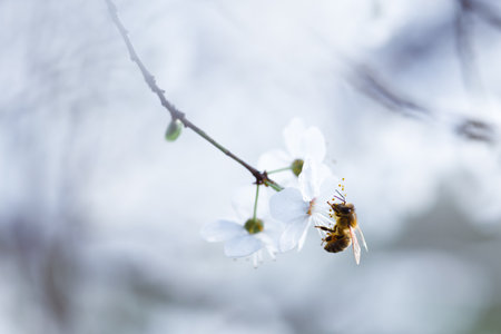 A flying working bee collecting pollen from cherry flowers