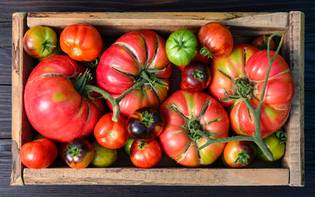 Wooden box full of ripe tomatoes just picked from own gardenの写真素材