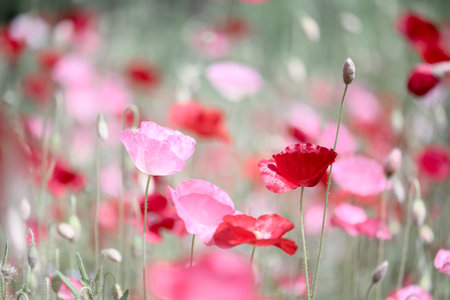 Close up of fragile blooming pink and red poppies on summer fieldの写真素材