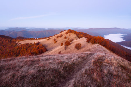 Red beech forest lit by rising sun over autumn mountain terrainの写真素材