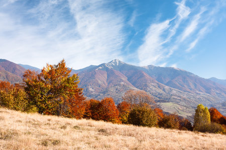 Picturesque autumn mountains with red beech forestの写真素材