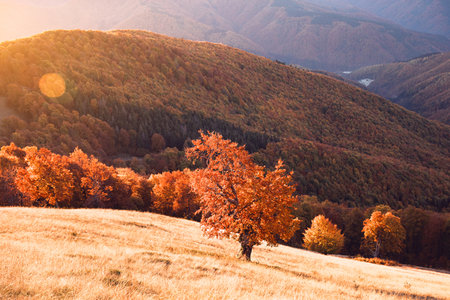 Lonely beech tree glowing in the rays of the setting sunの写真素材