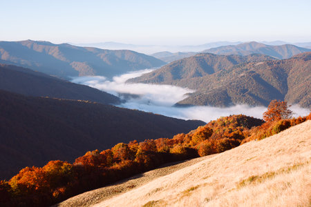 Red beech forest and morning fog in autumn mountains