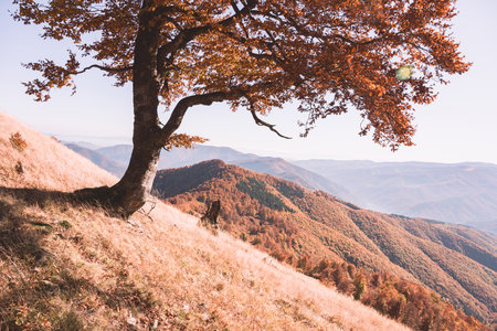 Old orange beech tree above autumn hills in mountainous terrainの写真素材