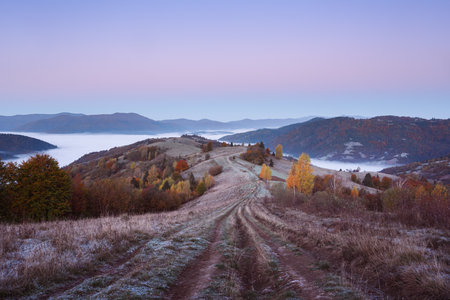 Gently pink morning light up autumn forest along a country roadの写真素材