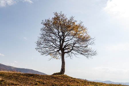 Lonely tree with orange leaves at autumn mountain valley