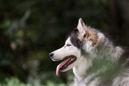Beautiful female Siberian Husky on summer meadow