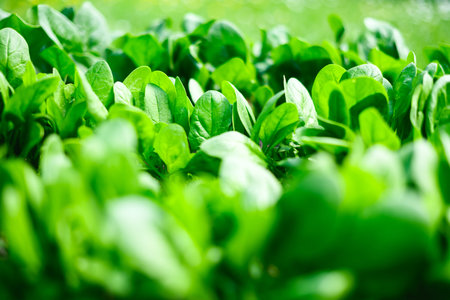 Healthy baby spinach leaves sprouting in fertile soil