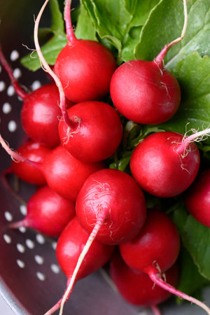 Detailed view of fresh red radishes with water droplets