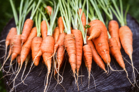 Bunch of freshly harvested carrots