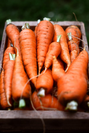 Freshly harvested carrots filling wooden crateの写真素材