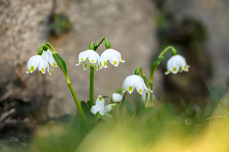 Delicate white snowdrops blooming in forestの写真素材