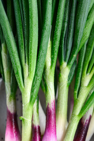 Detailed close up of spring onion stems and leaves