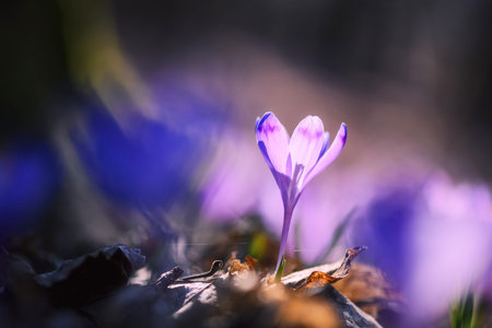 Single crocus flower standing among fallen leaves
