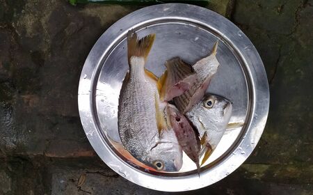 Raw fish on the Plate.