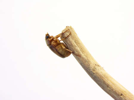 isolated bug on stick #2
