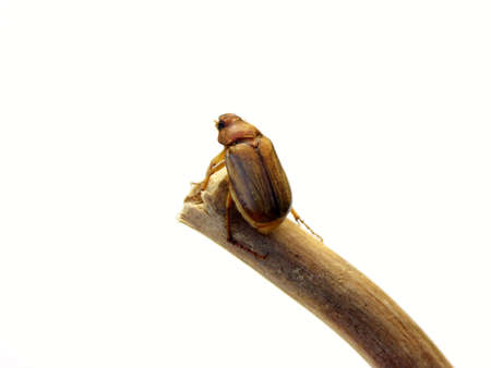 isolated bug on stickの写真素材