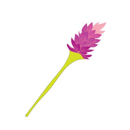 Pink Lavender Tropical Flowers Hand Drawn Vector Illustration Designのイラスト素材