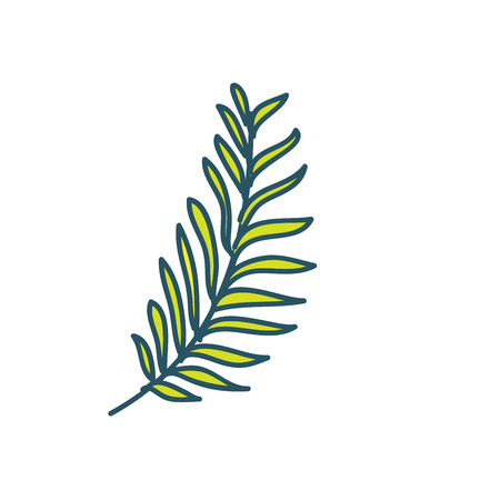 Even Pinnate Type Tropical Leaf Hand Drawn Vector Illustration Designのイラスト素材