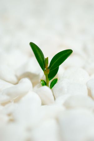 Green shoot on white pebbles backgroundの写真素材