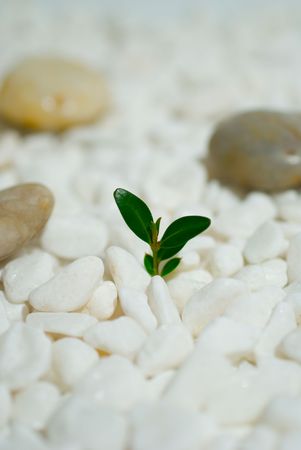 Green shoot on white pebbles backgroundの写真素材