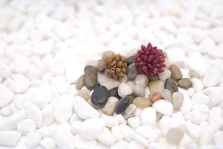 zen colored pebbles on white pebbles oriental meditation conceptの写真素材