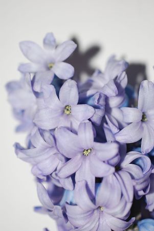 Many colored flowers detailsの写真素材