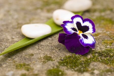 zen Aromatic flower and stonesの写真素材