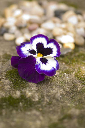 zen pebbles and colored flower on white pebbles oriental meditation conceptの写真素材