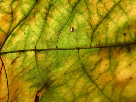 Autumn leaf red, yellow, and green