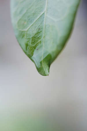 water drops on green leaf の写真素材