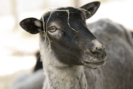 sheeps and lambs in the country farm