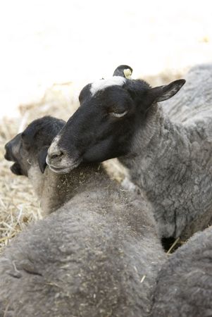 sheeps and lambs in the country farmの写真素材