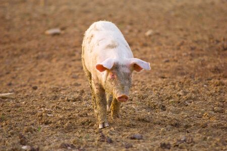Pig farming on the sunset lightの写真素材