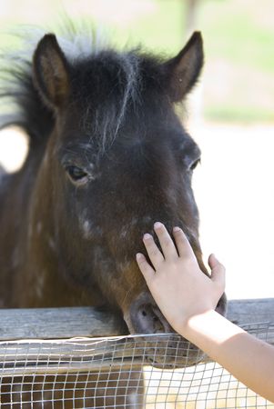 shot of a brown horseの写真素材