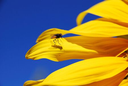 a fly on a beautiful sunflower plants on a clear skyの写真素材
