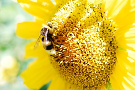 bee on a beautiful sunflower plantsの写真素材