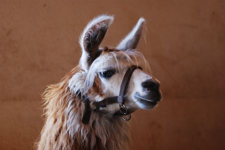 Lama Alpaca on a mountain farmの写真素材