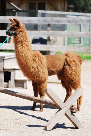 Lama Alpaca on a mountain farmの写真素材