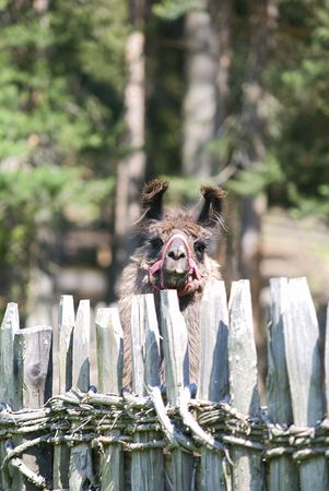 Lama Alpaca on a mountain farmの写真素材