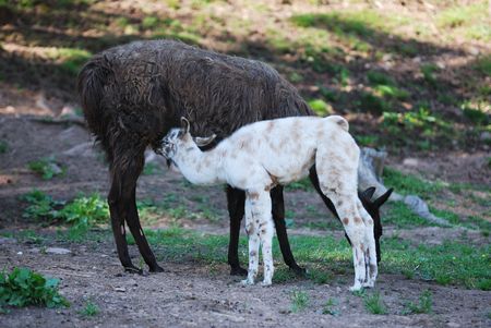 Lama Alpaca on a mountain farmの写真素材