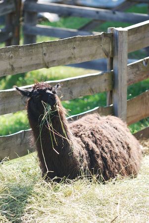 Lama Alpaca on a mountain farmの写真素材