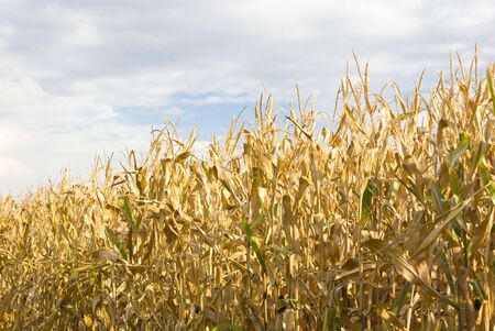 Corn field in late summer before harvest