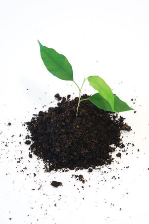 new life - Three young green leaf on white backgroundの写真素材