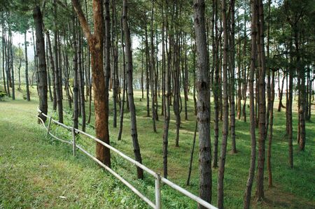Rubber plantationの写真素材